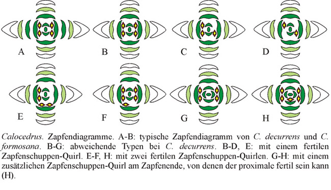 Calodedrusmorph0