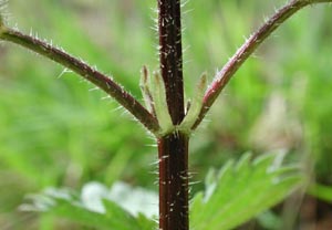 Urtica Detail